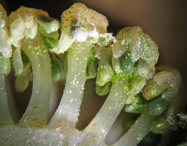 Equisetum telmateia